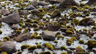 Balls of moss on an Alaskan glacier co-ordinate their movements like a herd of animals