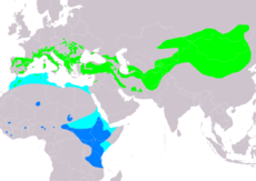 Rozšíření skalníka zpěvného (světle zeleně – hnízdiště, světle modře – migrace, modře – zimoviště)