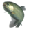 Rainbow trout transparent.png