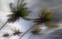 Diterjang Angin Kencang, Pohon Tumbang Timpa Rumah Warga di Sleman