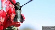 File:Hummingbird feeding closeup 2000fps.webm