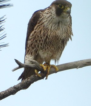 Falco peregrinus minor, Cape Town, South Africa 118534019.jpg