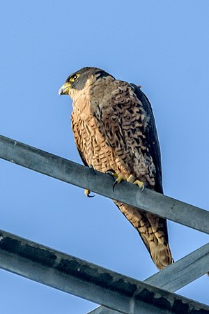 Peregrine Falcon Nepal.jpg