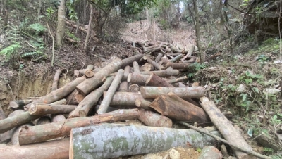 Đang điều tra vụ phá rừng quy mô lớn tại Bắc Kạn
