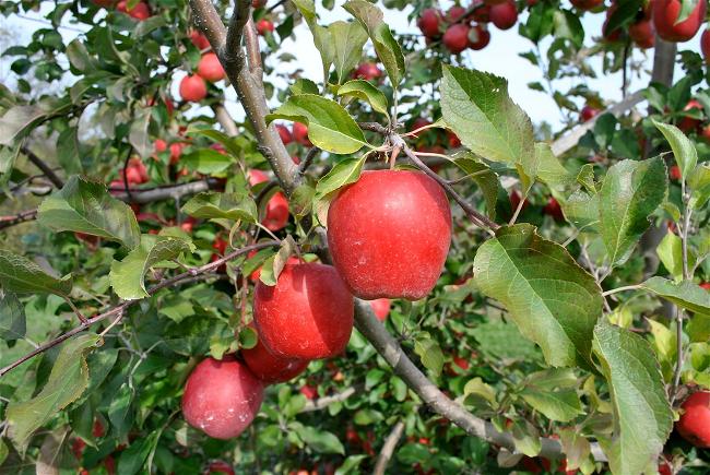 fruit-on-a-mature-apple-tree