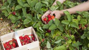 Von Pflückmethode bis Sorten – wie Sie auf dem Erdbeerfeld die beste Ernte erzielen