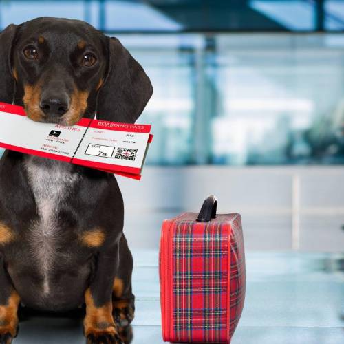 Bark Air: así es la primera aerolínea exclusiva para perros