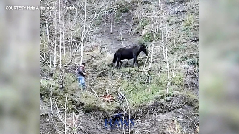 CTV National News: Trapped foal saved by bystander