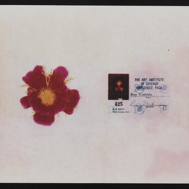 Artwork by Ray Yoshida consisting of an ink drawing of a flower and a copy of Yoshida's Art Institute of Chicago faculty ID.