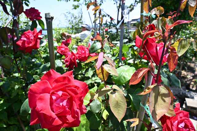 見頃を迎えた澗口さん宅のバラの花=2024年6月1日午後0時43分、石川県穴水町、金居達朗撮影