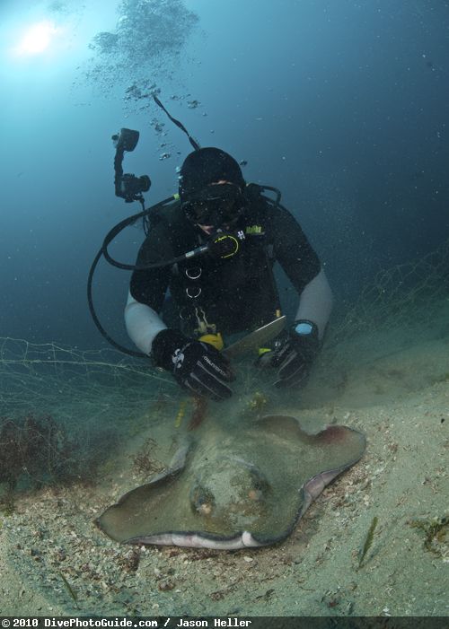 Diver with stingray