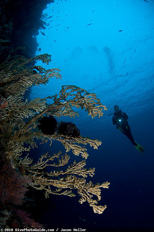 diver with soft coral