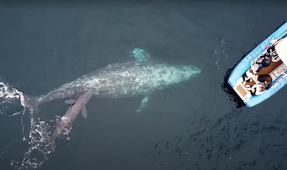Drone Captures Whale Watchers Witnessing Rare Gray Whale Birth