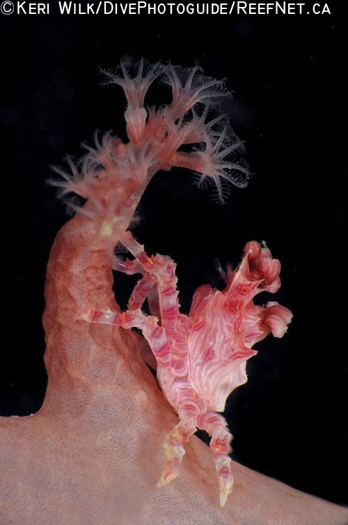 Underwater Super Macro Soft Coral Crab - Keri Wilk