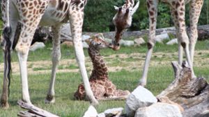 Tiere: Besucher erleben Giraffen-Geburt im Tierpark Berlin