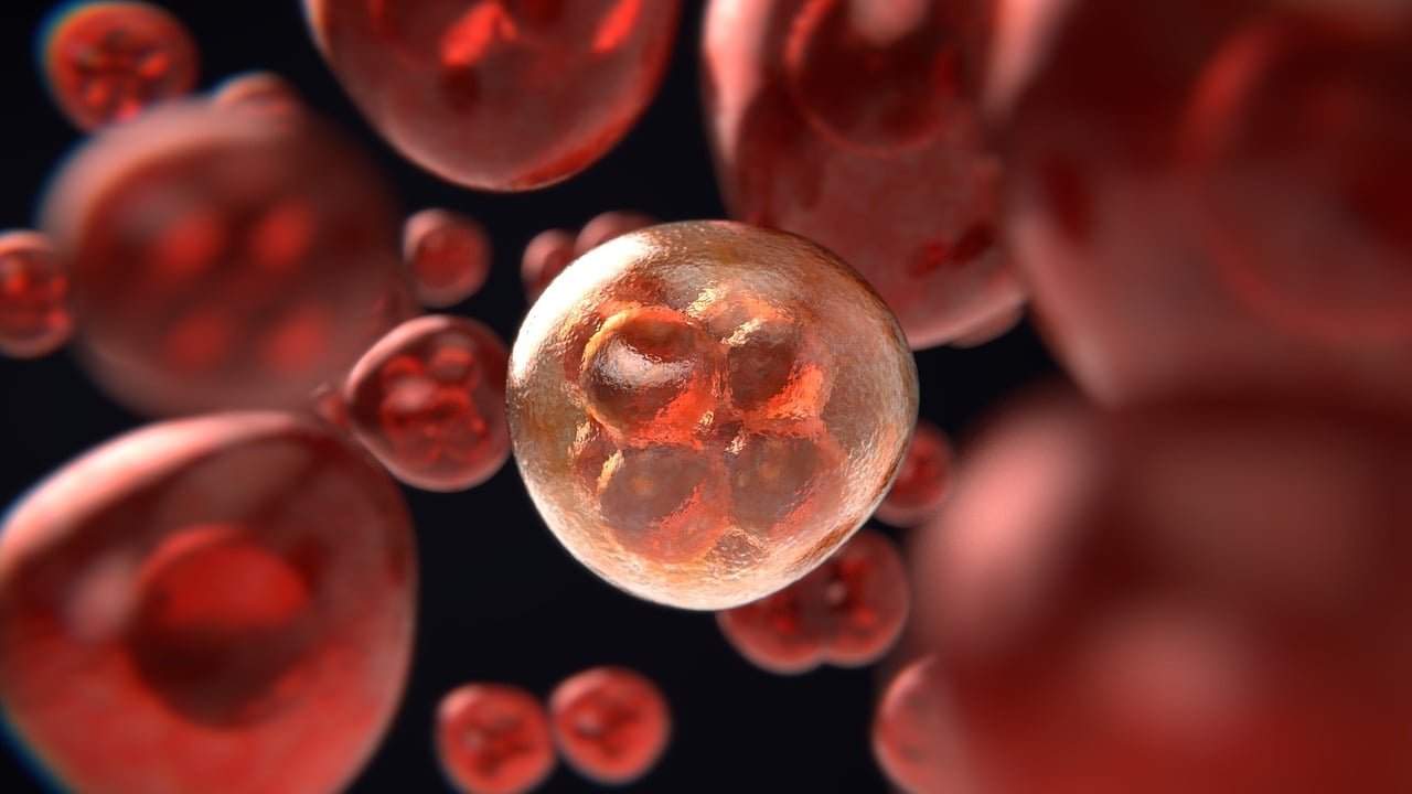 Glóbulos rojos en cáncer a la sangre