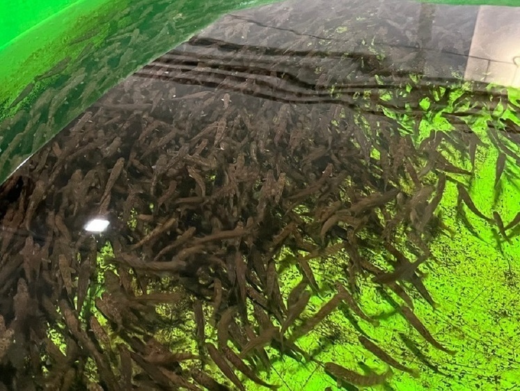 Изображение Северный «Главрыбвод» завершил выпуски лососей в реки Поморья