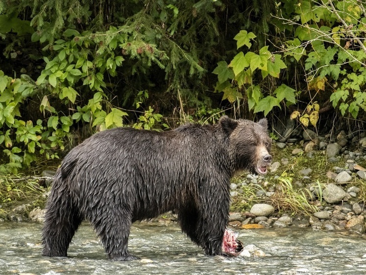 Изображение Камчатский край открывает двухмесячную охоту на бурого медведя