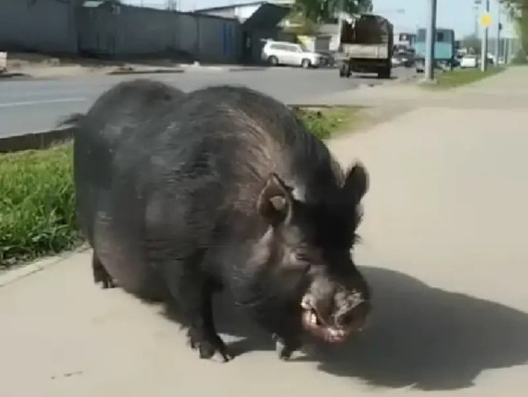 Изображение Кабан или домашний свин бегал по автостраде в Саратове