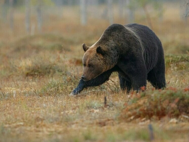 Изображение Красноярца заставили выплатить ущерб за незаконный отстрел медведя