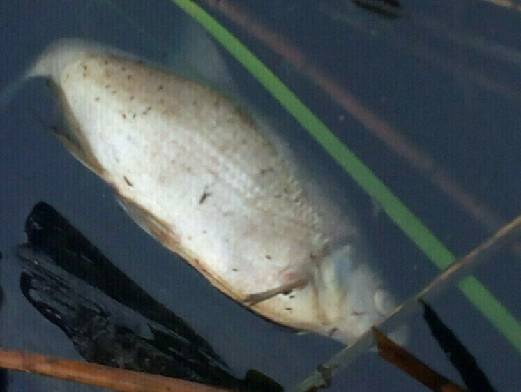 Изображение Мертвая рыба всплывает на водоемах Рязанщины