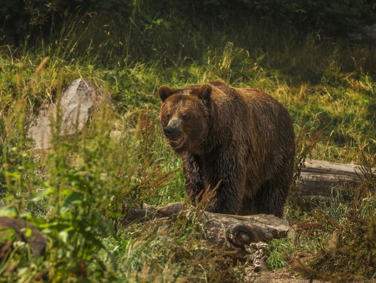 Изображение На Сахалине медведи ходят по излюбленным местам