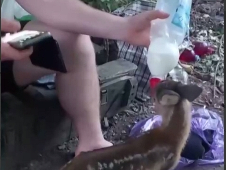 Изображение Детеныш косули оказался в расположении россиян — малышу дают молоко 