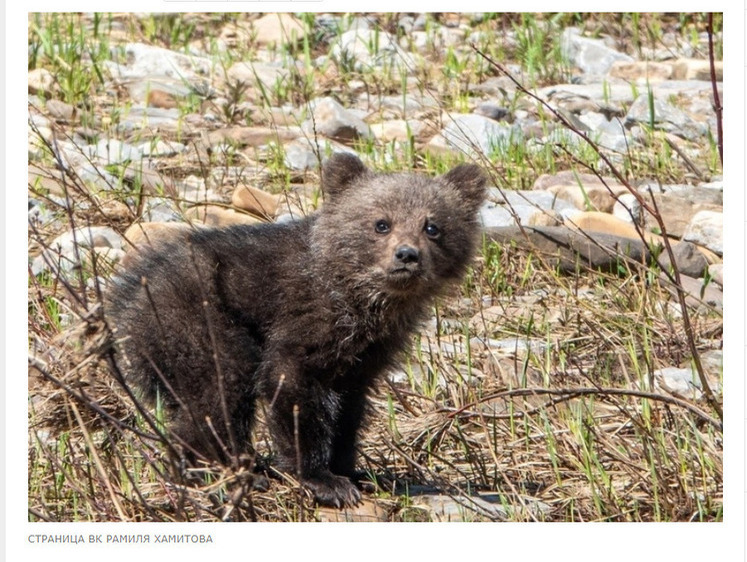 Изображение В Башкирии потерявшему маму медвежонку придется взрослеть самому