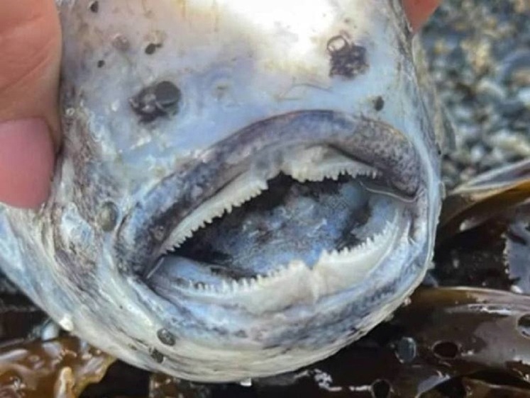Изображение В Приморском крае рыбак вытащил на берег зубастое чудище (фото)