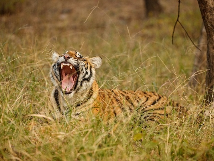 Изображение Покалеченная: раненую тигрицу забрали из Приморского края в Хабаровск