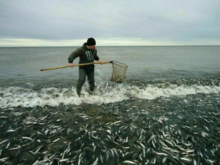 Изображение Рыбу запрещено ловить сачками