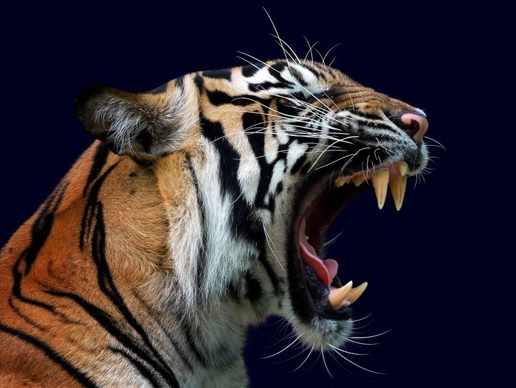 Изображение Прыгающий убийца: в Приморском крае тигр снова напал на человека