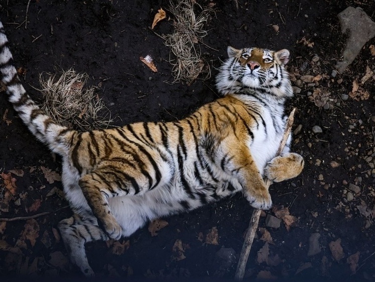 Изображение Отловленного в Хабаровском крае тигра выпустили на волю
