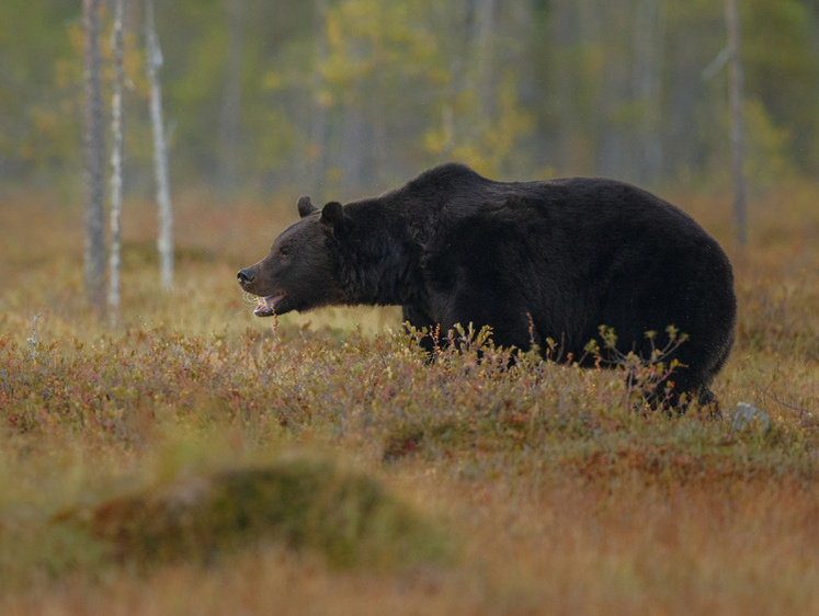 Изображение Жители югорского города совершили главную ошибку с диким медведем