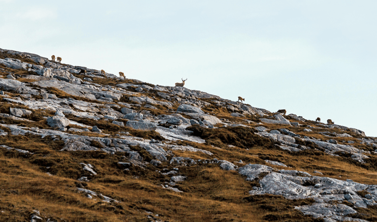 Starvation Island: Hunting Scotland’s Stags to Survive