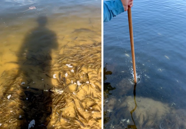 Watch: ‘Jubilee’ Draws Millions of Fish into Gulf Coast Shallows, Where They’re Ripe for Gigging