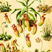 Gravures anciennes - Flore et botanique