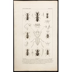 Gravure de 1844 - Carabidae et Coléoptères - 1