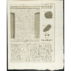 Gravure de 1777 - Murs de l’hôtel d'Uzès - Botanique - 1