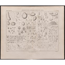 Gravure de 1878 - Fécule de pomme de terre - 1