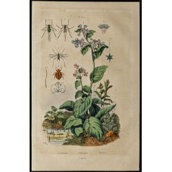 Gravure de 1839 - Pucerons, punaises & Pulmonaire - 1