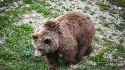 Oberallgäu blickt dem Bären ins Auge: Landratsamt bereitet sich auf möglichen Besuch vor