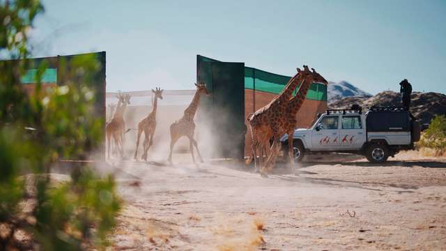 13 Giraffen von Namibia nach Angola umgesiedelt