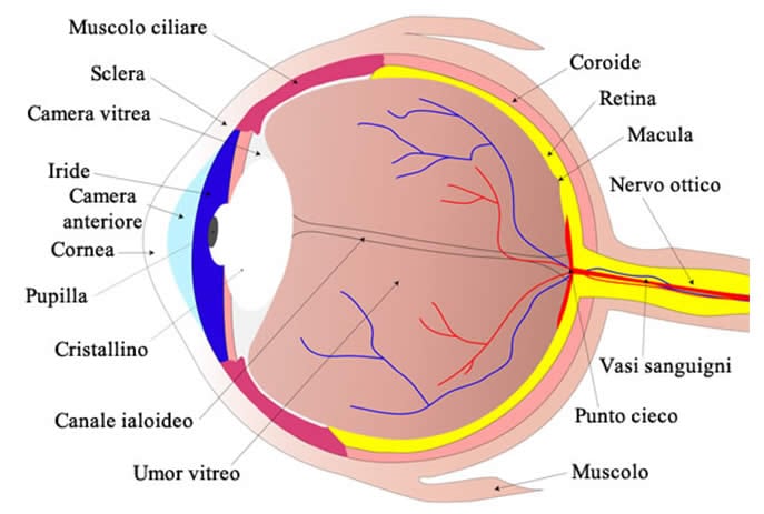 Occhio Anatomia
