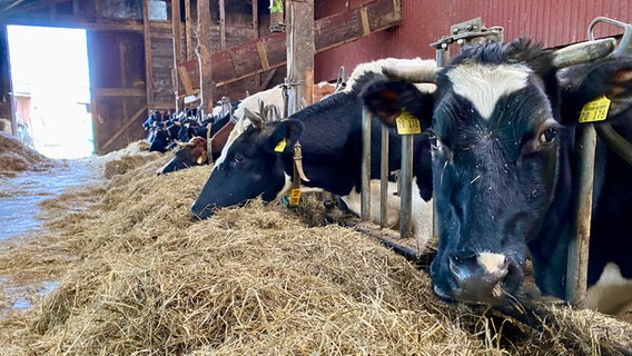 Mehrere Kühe fressen in einem Stall. © NDR Foto: NDR