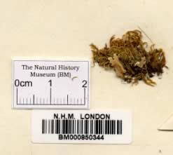 Clastobryum breofolium: speciman 850344