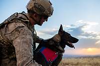 Image of a soldier with a service dog looking over a field