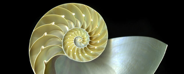 Nautilus shell has repeating segments that increase in size according to a power law
