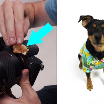 Pet Photography Quick Tips: Keeping and Capturing A Dog's Attention