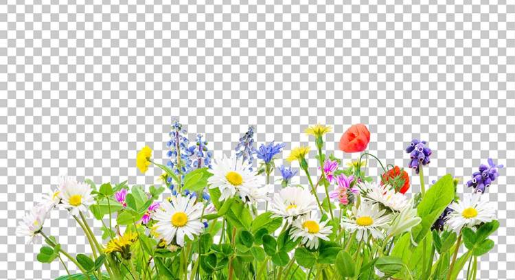 Best Image Formats for the Web — High-Quality, Small File Size — What is a PNG Image